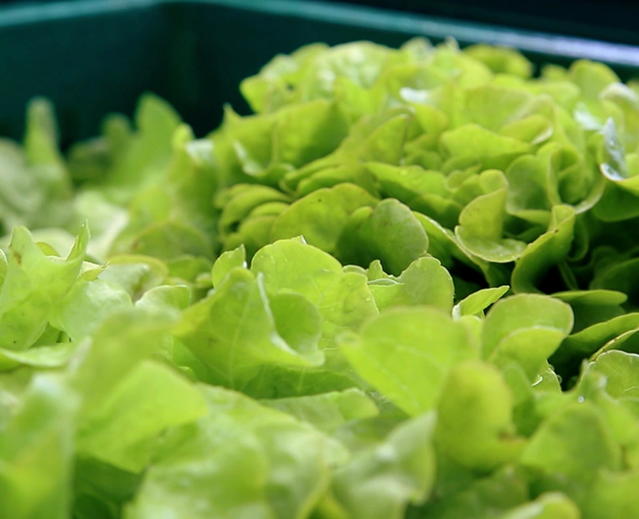 Nos salades