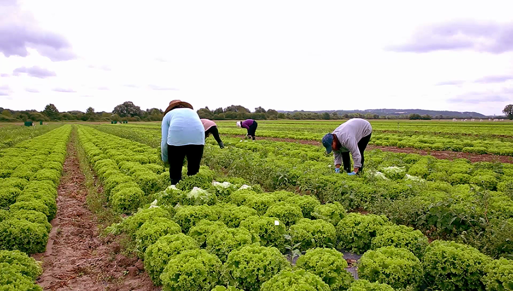 Récolte des salades dans les champs