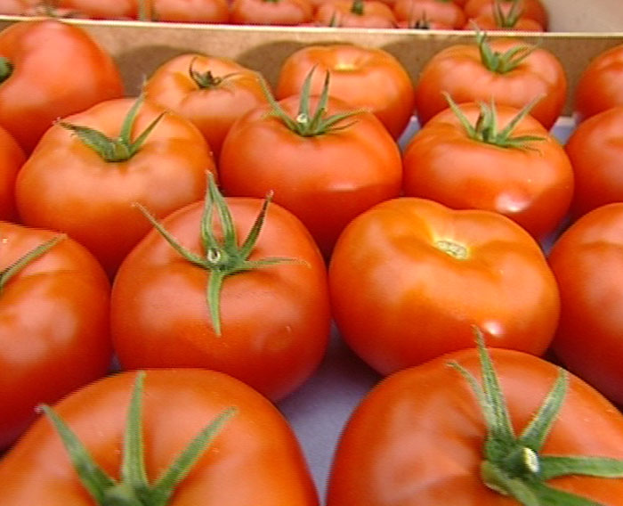 Nos tomates Nos tomates